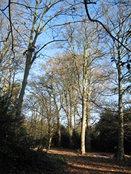 Autumn Trees in Bracknell