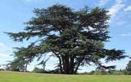 Cedar of Lebanon at South Hill Park