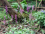 Early Purple Orchids