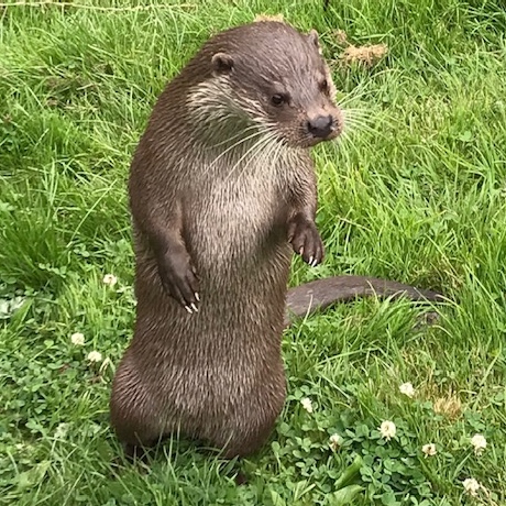 Friendly Otter