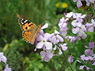 Painted Lady Butterfly