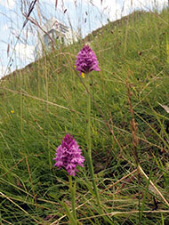 Pyramidal Orchids in Bracknell Town Centre