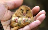 A sleeping hazel dormouse