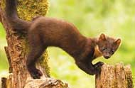 Polecat